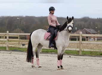 Connemara, Wallach, 5 Jahre, 156 cm, Dunalino