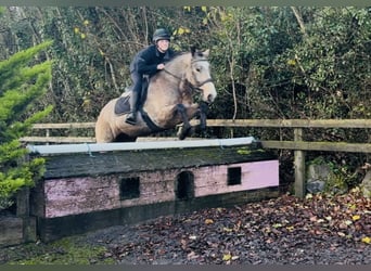 Connemara, Wallach, 5 Jahre, 156 cm, Falbe