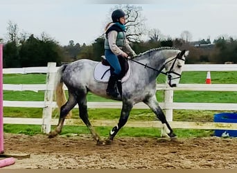 Connemara, Wallach, 5 Jahre, 158 cm, Schimmel