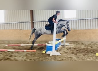 Connemara, Wallach, 5 Jahre, 158 cm, Schimmel