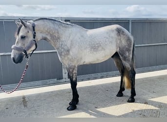 Connemara, Wallach, 5 Jahre, 158 cm, Schimmel