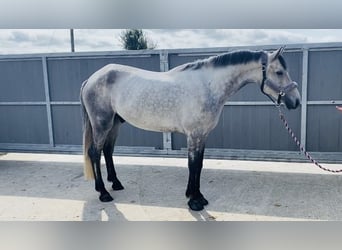 Connemara, Wallach, 5 Jahre, 158 cm, Schimmel