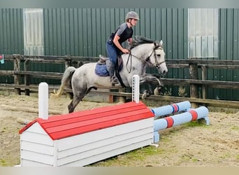 Connemara, Wallach, 5 Jahre, 158 cm, Schimmel