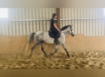 Connemara, Wallach, 5 Jahre, 158 cm, Schimmel