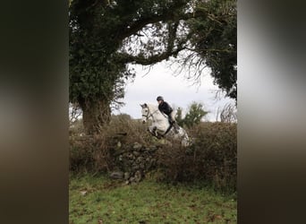 Connemara, Wallach, 5 Jahre, 158 cm, Schimmel