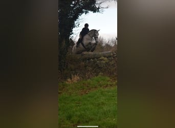 Connemara, Wallach, 5 Jahre, 158 cm, Schimmel