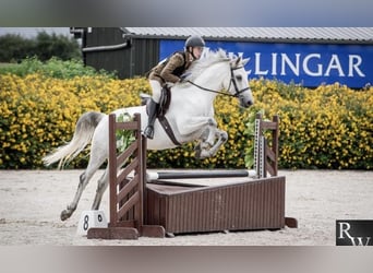 Connemara, Wallach, 5 Jahre, 158 cm, Schimmel