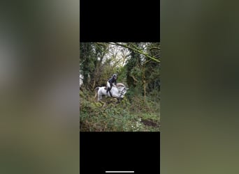 Connemara, Wallach, 5 Jahre, 158 cm, Schimmel