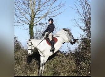 Connemara, Wallach, 5 Jahre, 158 cm, Schimmel