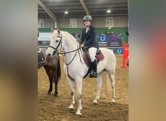 Connemara, Wallach, 5 Jahre, 160 cm, Schimmel