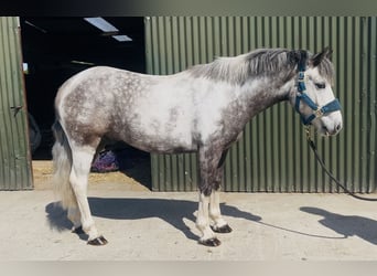 Connemara, Wallach, 6 Jahre, 128 cm, Blauschimmel
