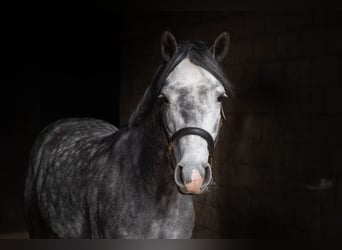 Connemara, Wallach, 6 Jahre, 142 cm, Apfelschimmel