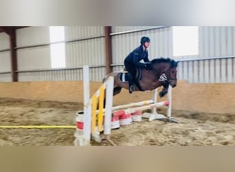 Connemara, Wallach, 6 Jahre, 143 cm, Roan-Red