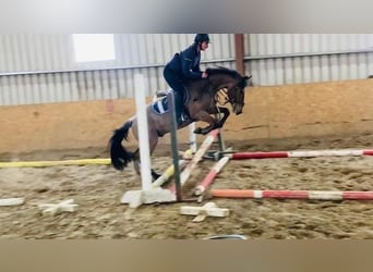 Connemara, Wallach, 6 Jahre, 143 cm, Roan-Red