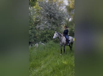 Connemara, Wallach, 6 Jahre, 147 cm, Braunfalbschimmel