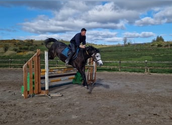 Connemara, Wallach, 6 Jahre, 147 cm, Schimmel