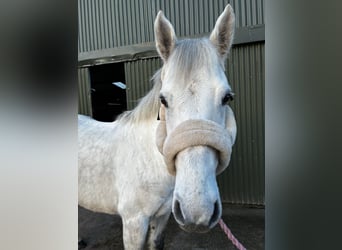 Connemara, Wallach, 6 Jahre, 147 cm, Schimmel