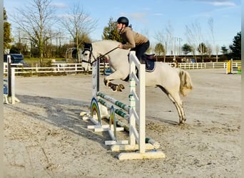 Connemara, Wallach, 6 Jahre, 147 cm, Schimmel