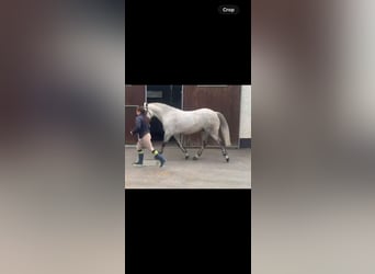 Connemara, Wallach, 6 Jahre, 148 cm, Apfelschimmel