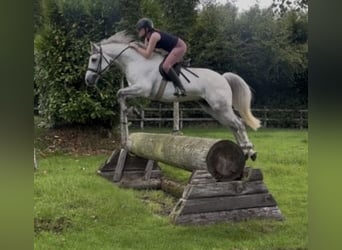 Connemara, Wallach, 6 Jahre, 148 cm, Apfelschimmel