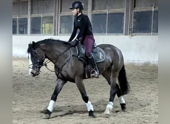 Connemara, Wallach, 6 Jahre, 148 cm, Dunkelbrauner