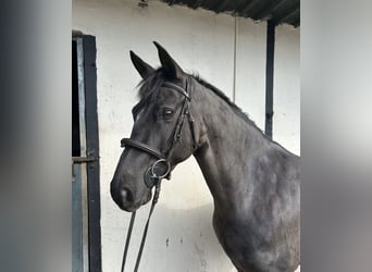 Connemara Mix, Wallach, 6 Jahre, 148 cm, Rotbrauner