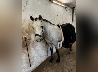 Connemara, Wallach, 6 Jahre, 148 cm, Schimmel