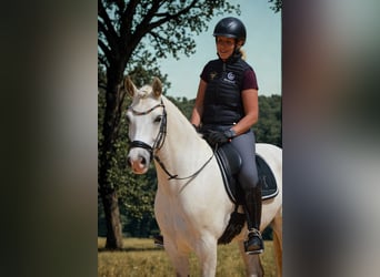 Connemara, Wallach, 6 Jahre, 148 cm, Schimmel