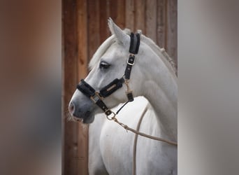 Connemara, Wallach, 6 Jahre, 148 cm, Schimmel