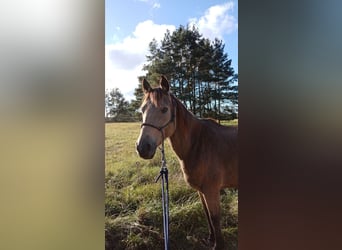 Connemara Mix, Wallach, 6 Jahre, 150 cm