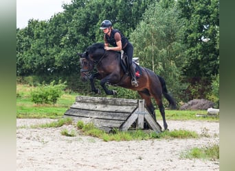 Connemara, Wallach, 6 Jahre, 153 cm, Brauner