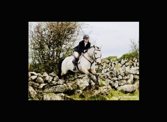 Connemara, Wallach, 6 Jahre, 155 cm, Falbe