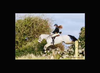 Connemara, Wallach, 6 Jahre, 155 cm, Falbe