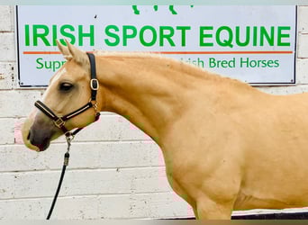 Connemara, Wallach, 6 Jahre, 157 cm, Palomino