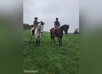 Connemara, Wallach, 6 Jahre, Falbe