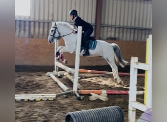 Connemara, Wallach, 7 Jahre, 138 cm, Schimmel