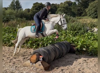 Connemara, Wallach, 7 Jahre, 138 cm, Schimmel