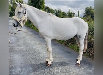 Connemara, Wallach, 7 Jahre, 138 cm, Schimmel