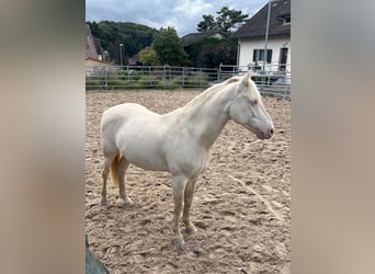 Connemara, Wallach, 7 Jahre, 140 cm, Perlino