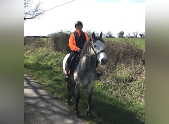 Connemara, Wallach, 7 Jahre, 143 cm, Apfelschimmel