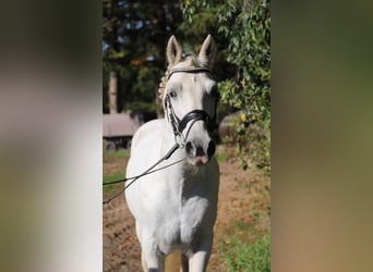 Connemara Mix, Wallach, 7 Jahre, 146 cm, Schimmel