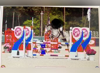 Connemara Mix, Wallach, 7 Jahre, 146 cm, Schimmel