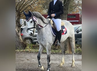 Connemara Mix, Wallach, 7 Jahre, 146 cm, Schimmel