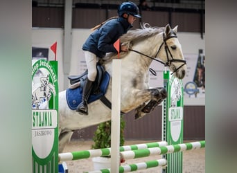 Connemara, Wallach, 7 Jahre, 146 cm, Schimmel