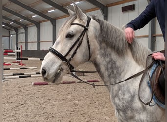 Connemara Mix, Wallach, 7 Jahre, 147 cm, Apfelschimmel