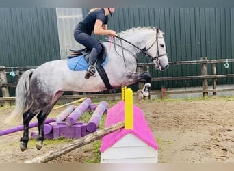Connemara, Wallach, 7 Jahre, 147 cm, Apfelschimmel