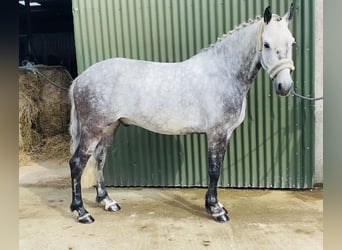 Connemara, Wallach, 7 Jahre, 147 cm, Apfelschimmel