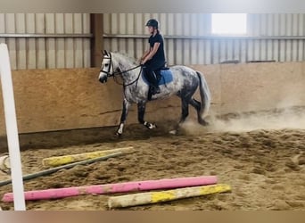 Connemara, Wallach, 7 Jahre, 147 cm, Apfelschimmel