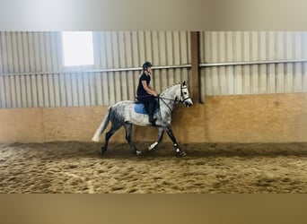 Connemara, Wallach, 7 Jahre, 147 cm, Apfelschimmel