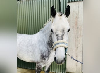 Connemara, Wallach, 7 Jahre, 147 cm, Apfelschimmel